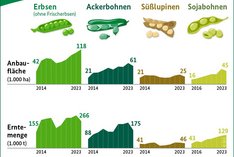 Grafische Darstellung der Anbauflächen und Erntemengen von Hülsenfrüchten in Deutschland.