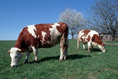 Wie werden Rinder in der ökologischen Landwirtschaft gehalten?