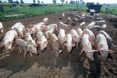 Grundlagen Bio-Schweinehaltung
