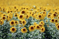 Ökologischer Sonnenblumenanbau