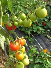 Tomatenpflanzen, Klick führt zu Großansicht im neuen Fenster