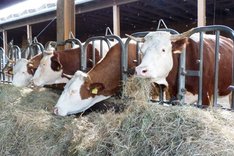 Hortragende Milchkuhherden: Stallsysteme und Management
