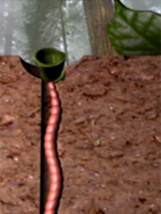 Ausschnitt aus dem Film Bodenlebewesen - Animation: Regenwurm im Boden