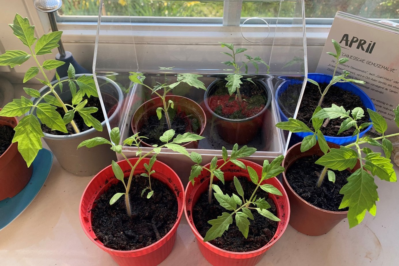 Junge Tomatenpflanzen auf der Fensterbank. Klick führt zu Großansicht im neuen Fenster.