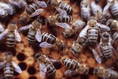 Was bedeutet ökologische Honigbienenhaltung?