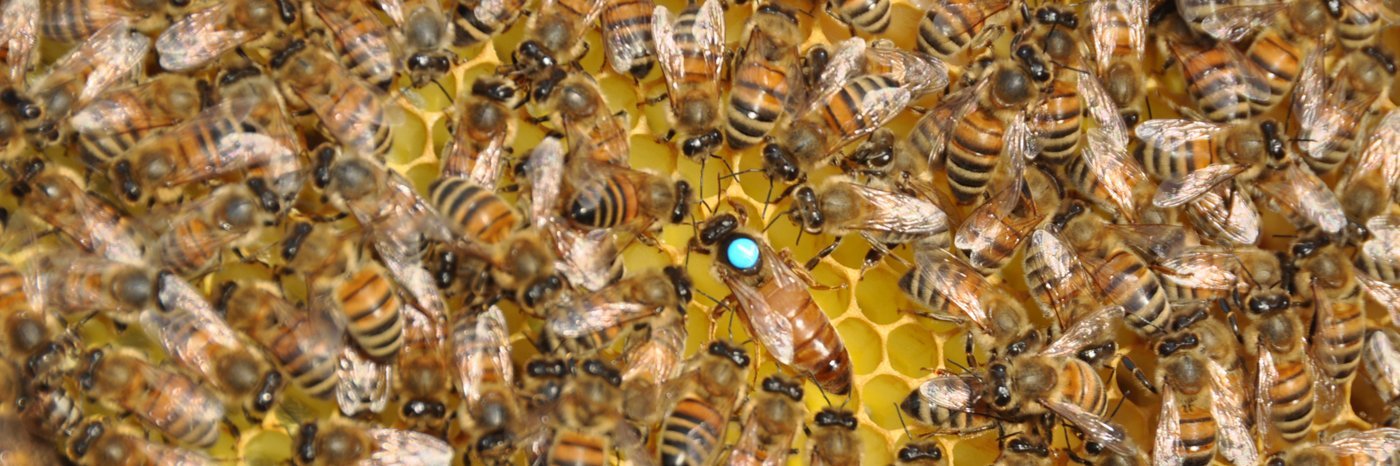 Bienenkönigin inmitten ihres Volkes. Quelle: Marion Hofmeier