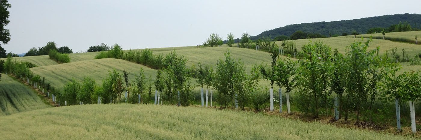 Agroforstsystem auf dem Gladbacherhof, zwischen Ackerstreifen befinden sich schmale Baumstreifen