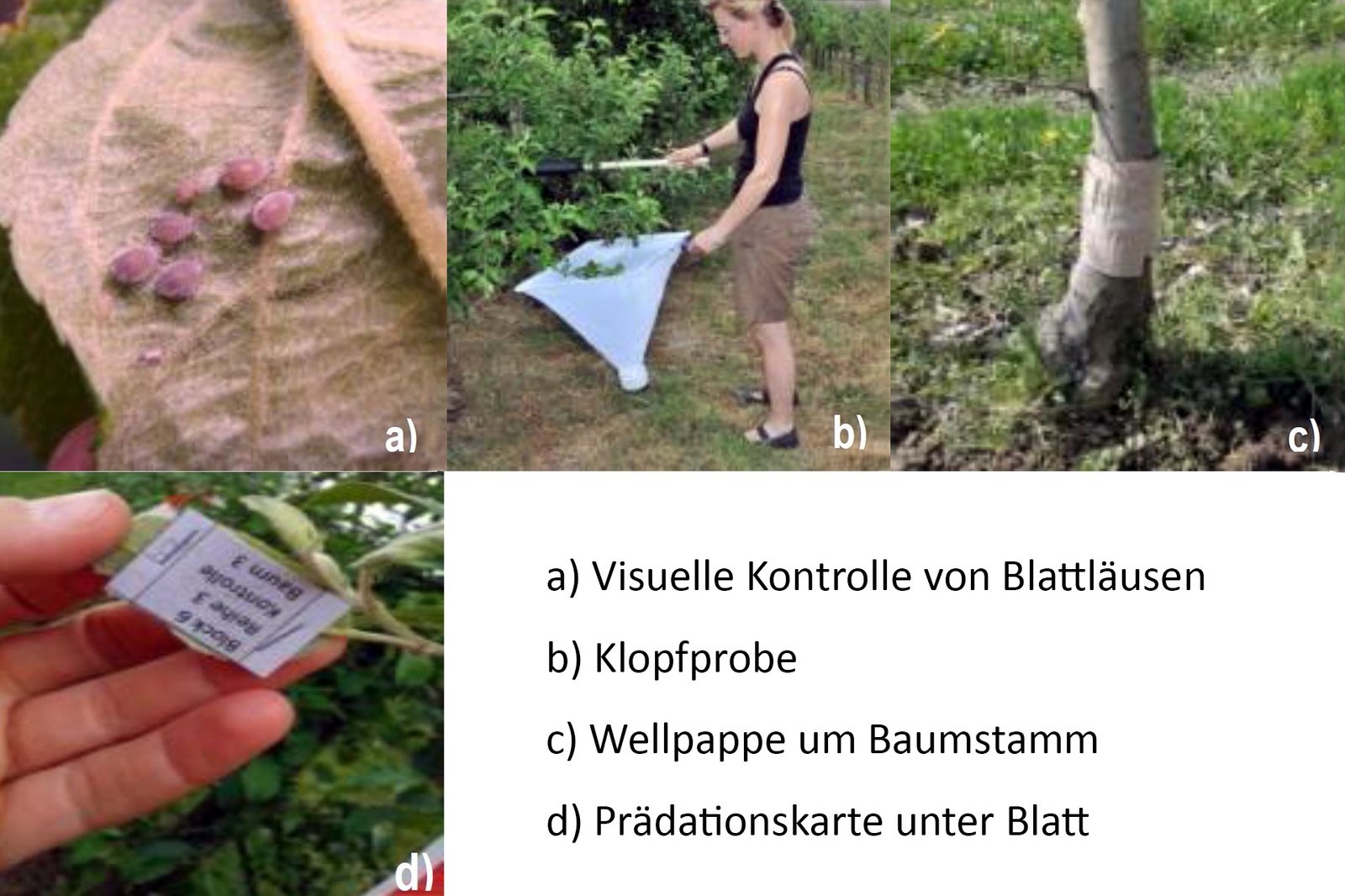 Monitoring Werkzeuge: Visuelle Kontrolle von Blattläusen, Kopfprobe, Wellpappe um den Baumstamm, Prädationskarte unter Blatt
