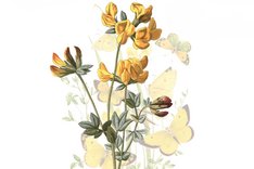 Pflanze des Monats Juni 2023: Gewöhnlicher Hornklee (Lotus corniculatus)