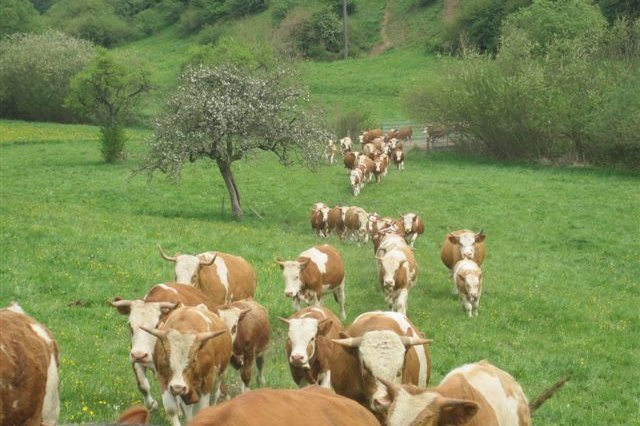 Rinder auf Weide