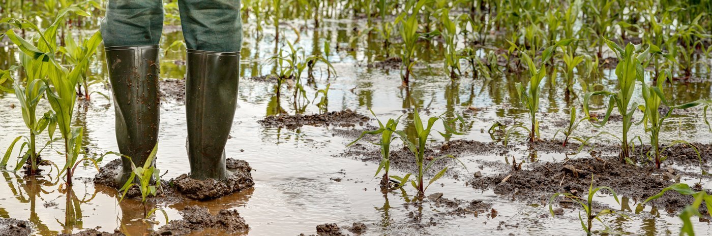 Ein Landwirt steht in Gummistiefeln in einem überfluteten Maisfeld