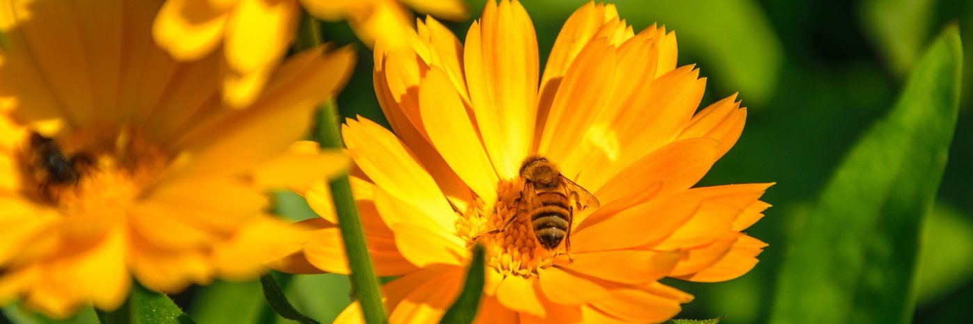 Biene sitzt auf einer Ringelblume. 
