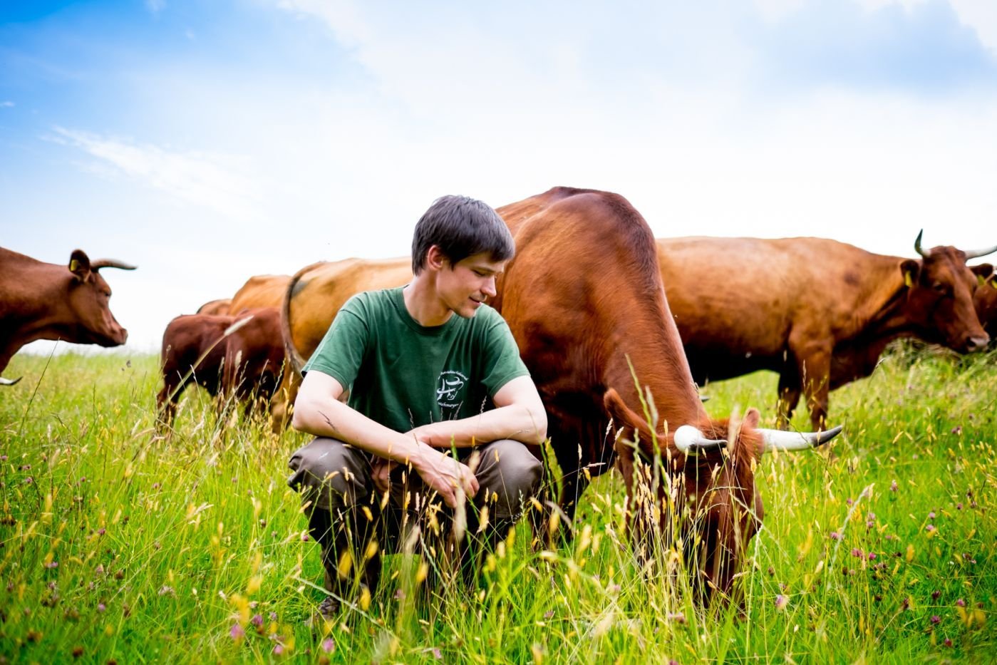 Mann hockt auf der Weide vor einem Rind.