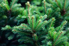 Pflanze des Monats Dezember 2023: Gemeine Fichte (Picea abies)