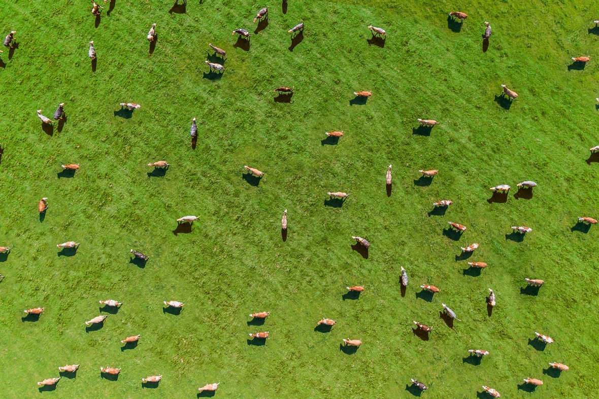 Luftaufnahme einer Kuhherde. Quelle: Umkehrer, E+ via Getty Images