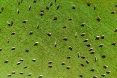Kuhherde auf einer Weide