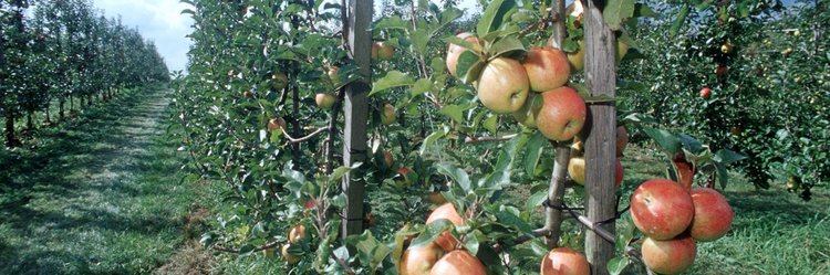Ökologische Apfelplantage. Nahaufnahme eines Öko-Apfelbaums mit reifen Früchten.