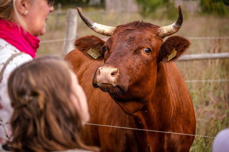 Eine braune Kuh mit Hörnern guckt in die Kamera.