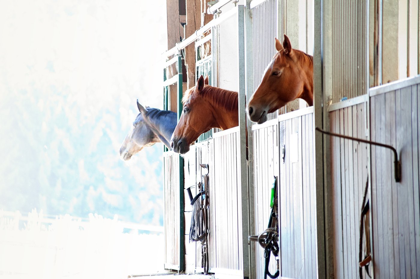 Pferde schauen im Stall aus der Box. Klick führt zu Großansicht in neuem Fenster.