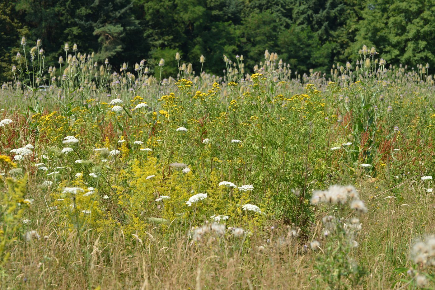 Blühfläche mit blühenden Wildpflanzen, unter anderem Rainfarn, Wilde Karde, Wilde Möhre, Echtes Labkraut, Wilder Dost. Foto: landpixel.de