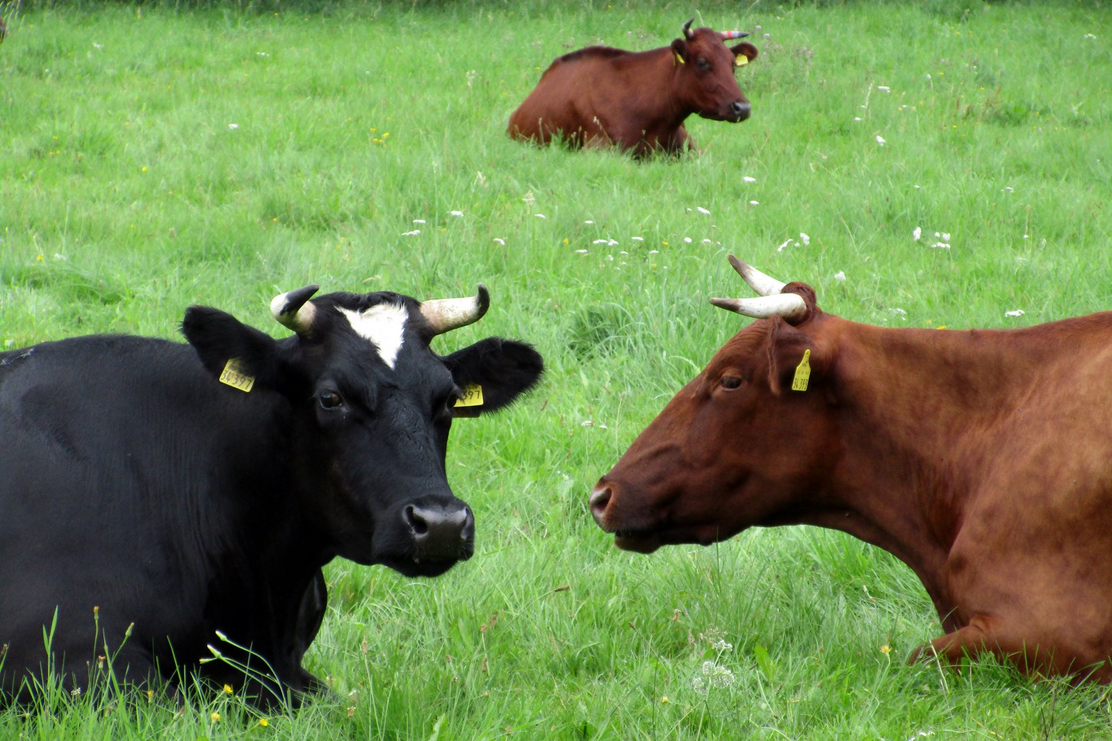 Zwei Rinder, Foto: Uni Kassel, Klick führt zu Großansicht im neuen Fenster