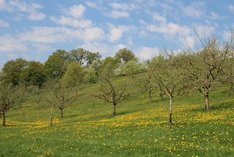Agroforstwirtschaft – Bäume auf Acker und Weide