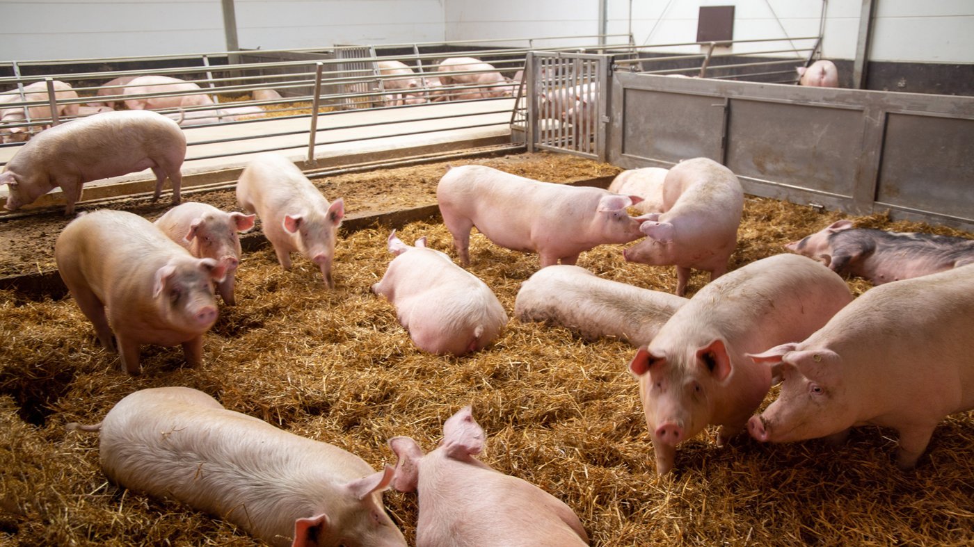 Schweine im Stroh. Quelle: AdobeStock, U. J. Alexander