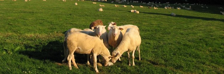 Schafe auf der Weide.