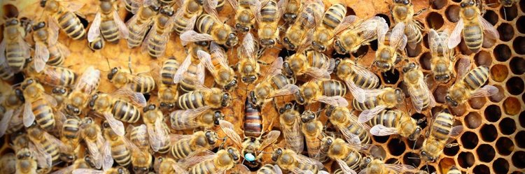 Bienen und Waben