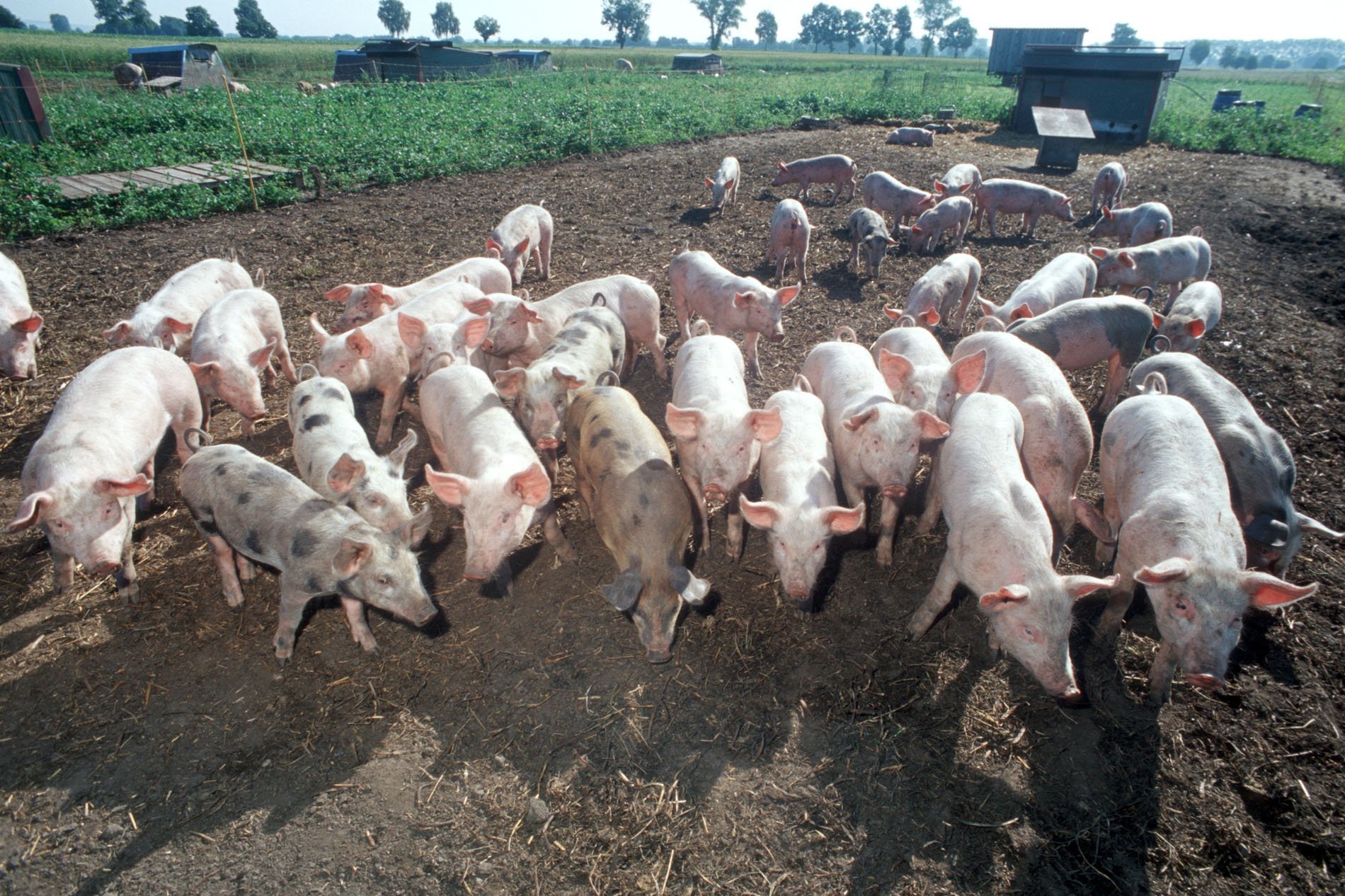 Bio-Schweine im Auslauf, Foto: Thomas Stephan, BLE