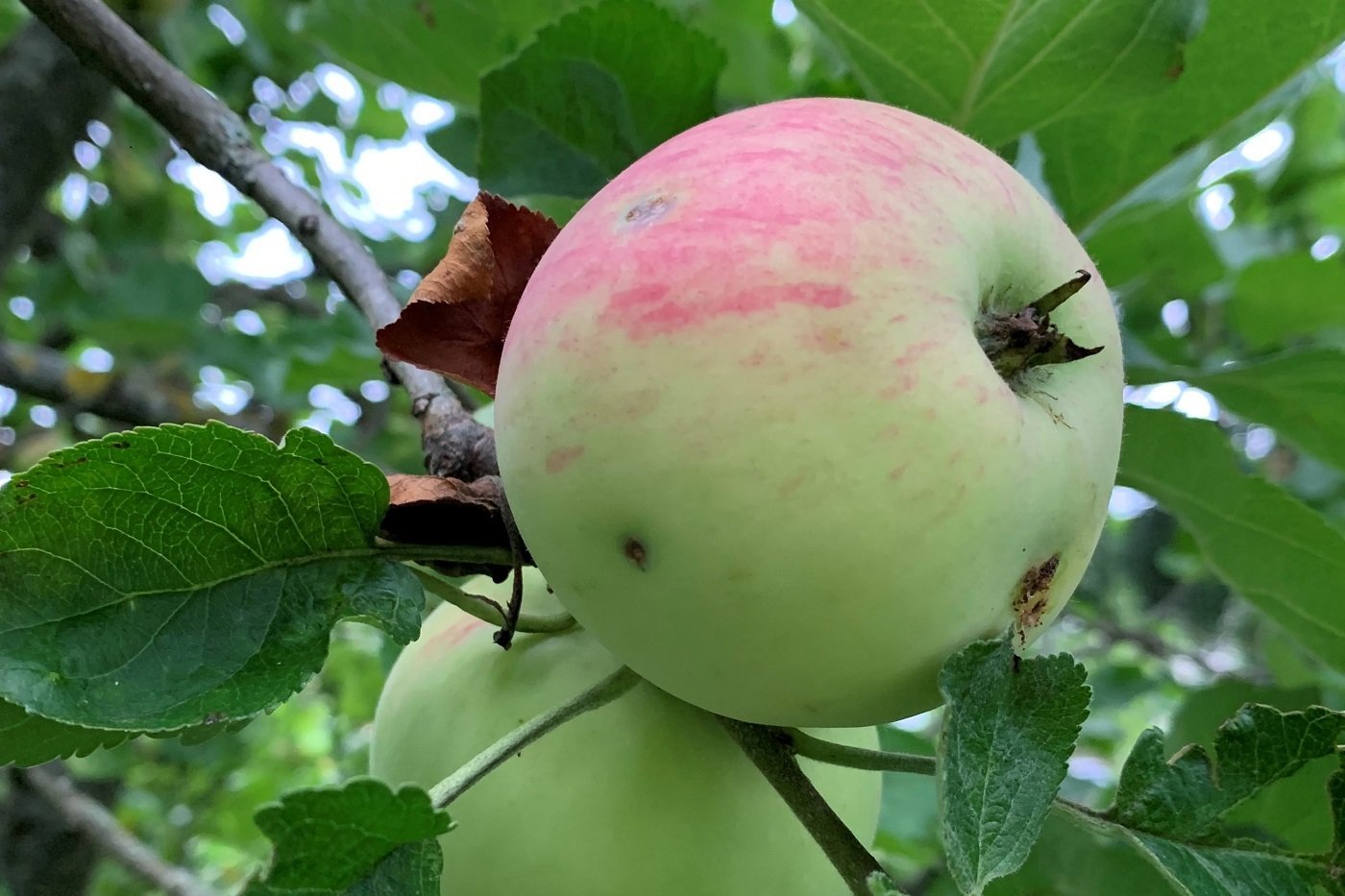 Äpfel mit Schalenfehlern schmecken: Oekolandbau