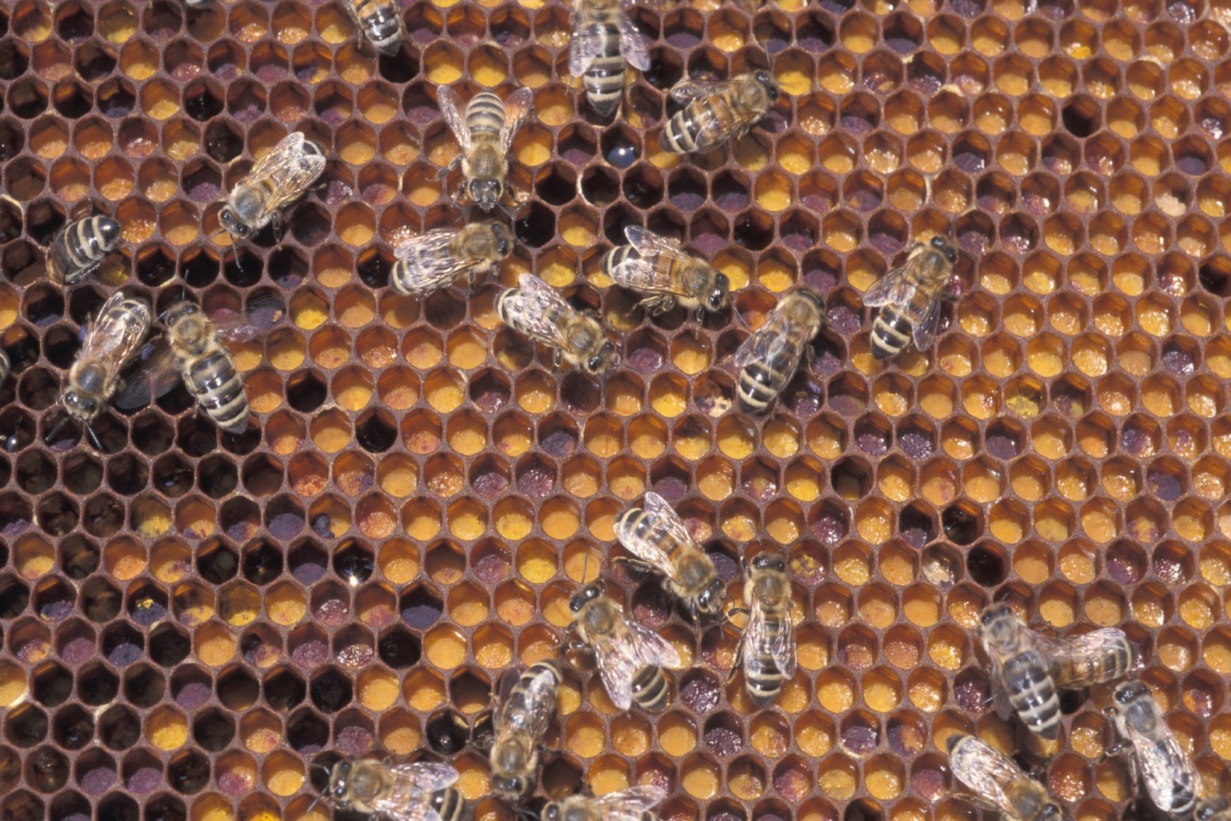 Honigbienen. Foto: Dominic Menzler, BLE