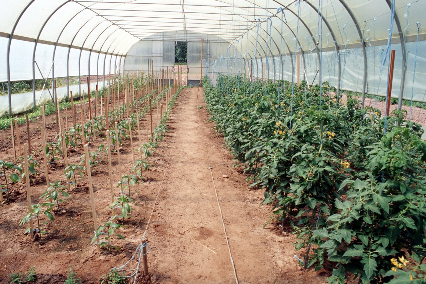 Gewächshaus mit Paprika- und Tomatenpflanzen von innen
