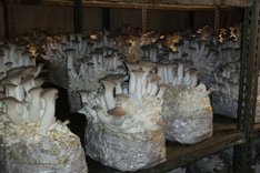 Ökologischer Pilzbau – Eine lukrative Nische?