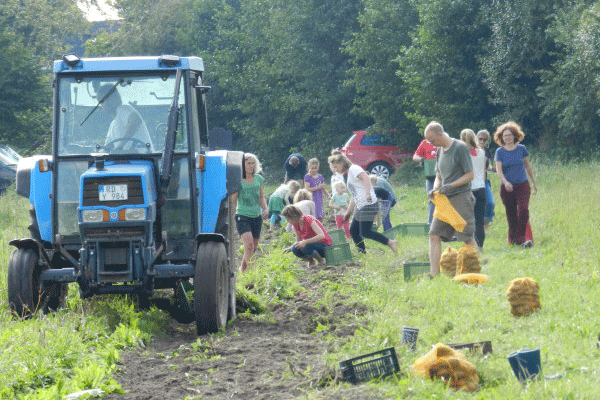 Solidarische Landwirtschaft: Leute sammeln hinter einem Traktor Kartoffeln auf.