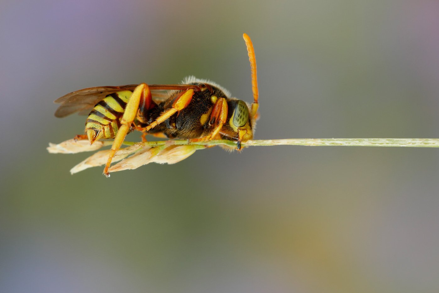 Langkopf-Wespenbiene auf einem Halm