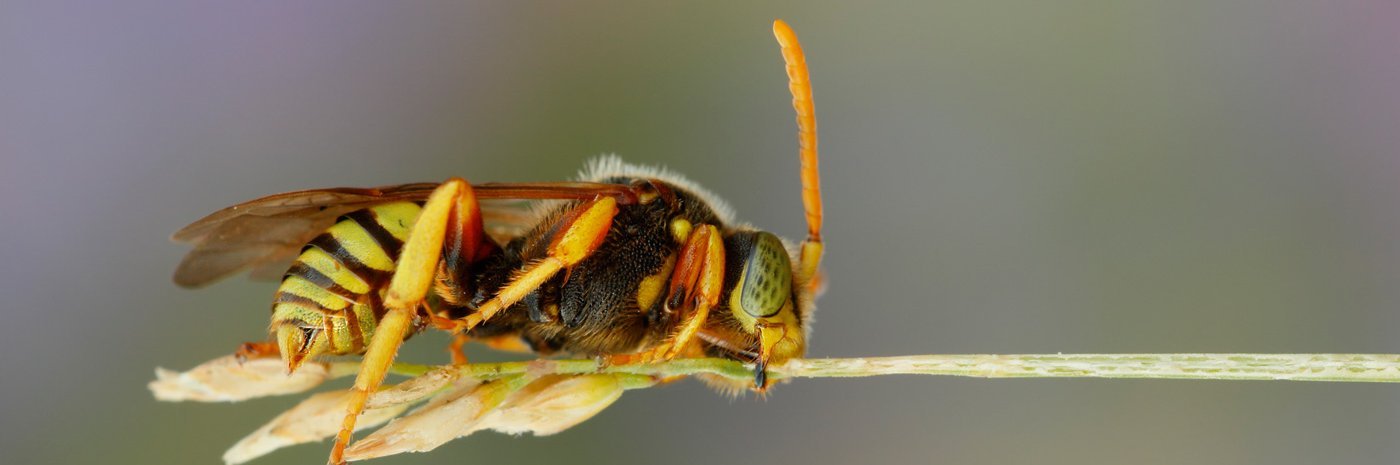 Langkopf-Wespenbiene auf einem Halm.