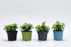 Pflanztöpfe aus recyceltem Kunststoff