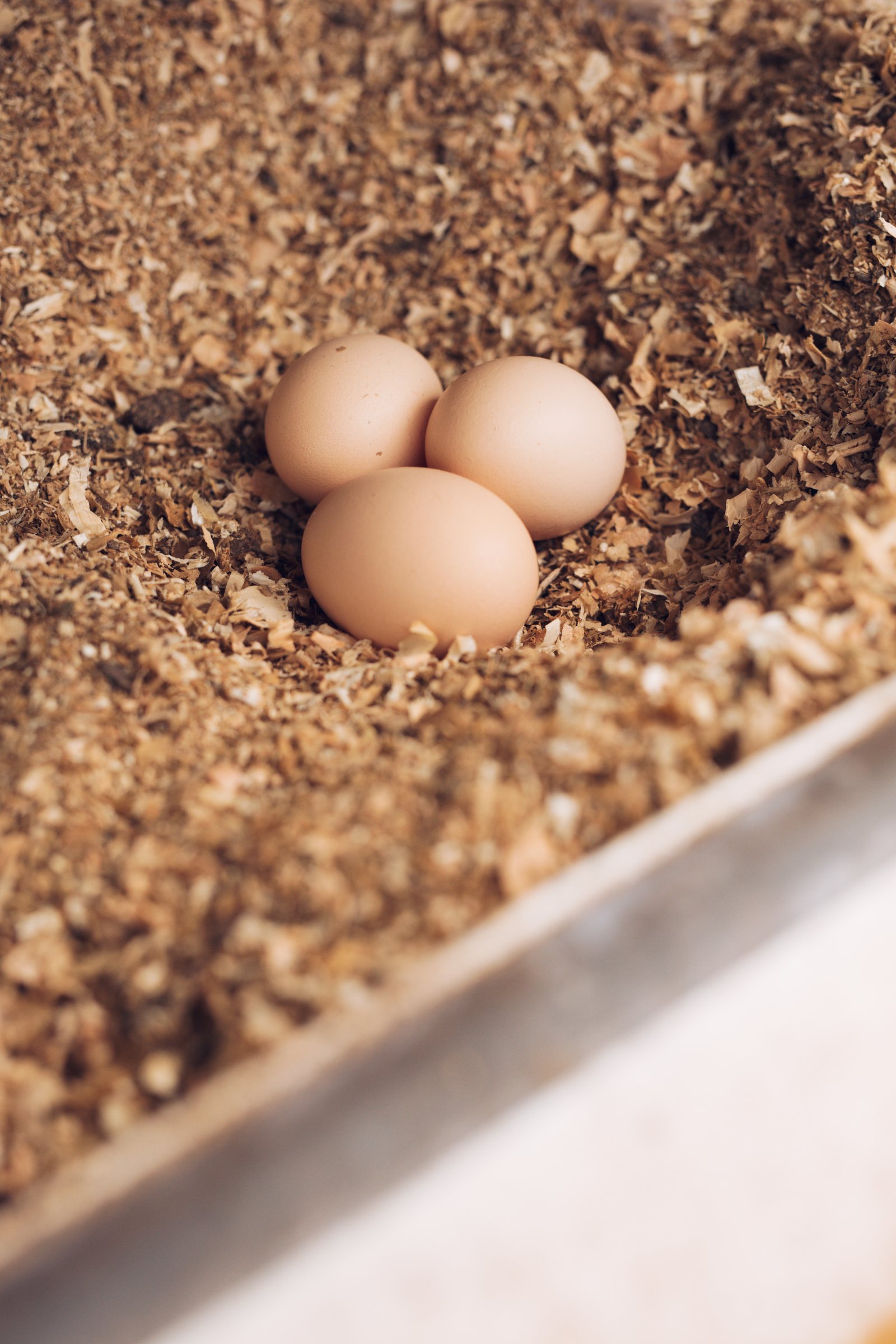 Drei Eier von Zweinutzungshühnern