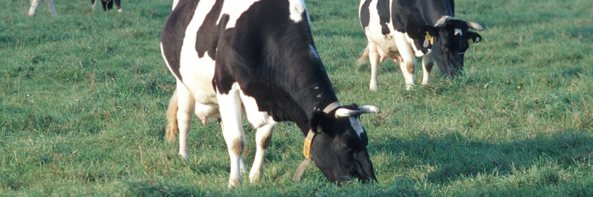 Zwei schwarzgefleckte Kühe grasen auf der Weide.