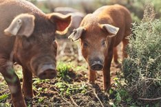 Schweinepatenschaften als Chance für Bio-Betriebe?