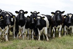 Rinder stehen auf der Weide und gucken in die Kamera.