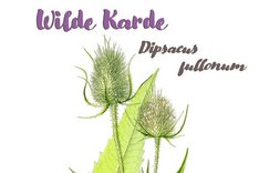 Pflanze des Monats Juli 2023: Wilde Karde (Dipsacus fullonum)