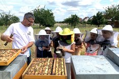 Bildungsprojekte mit Bienen