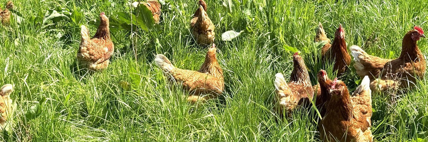 Hühner im Gras vor einem Mobilstall