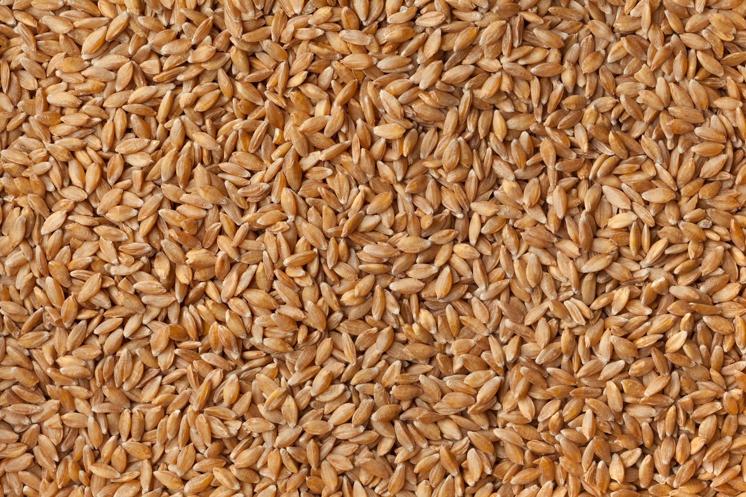 Einkorn. Foto: PicturePartners / iStock / Getty Images Plus / Getty Images 