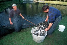 Bio-Fischhaltung und Wildfisch
