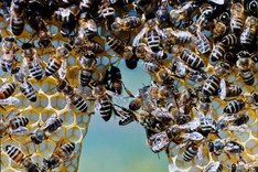 Bio-Honig schmeckt Mensch und Natur