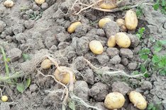 Klimakrise und Bio-Kartoffelanbau