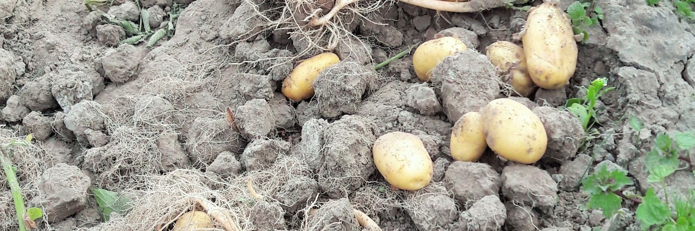 Kartoffeln im trockenen Boden.